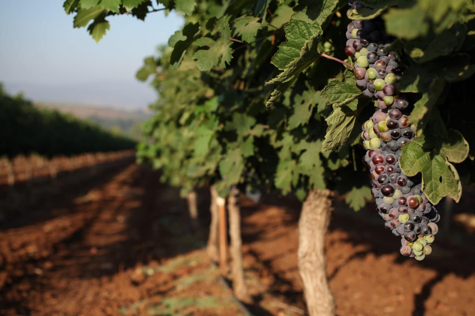 האפיקומן של משרד הכלכלה: מקדם ייבוא יין בצוברים שיתחזה לישראלי