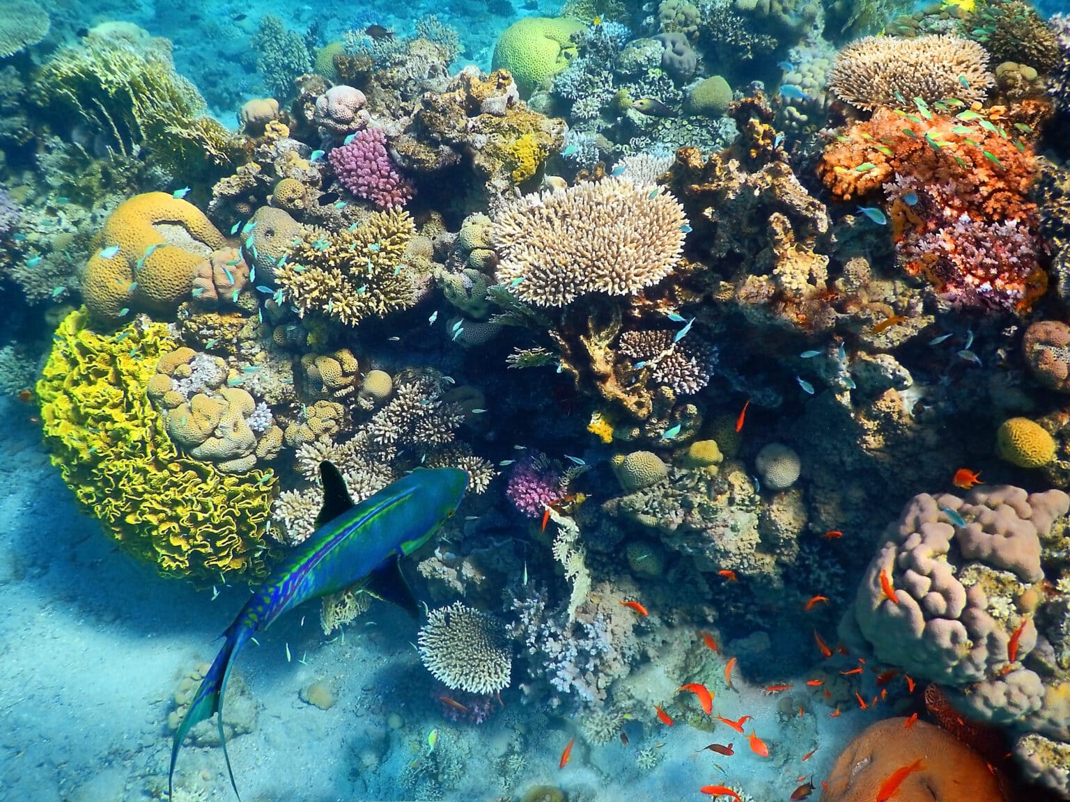 בגלל שונית האלמוגים באילת: מקורות לא תוכל להגדיל את היקף הזרמת החנקן למפרץ 