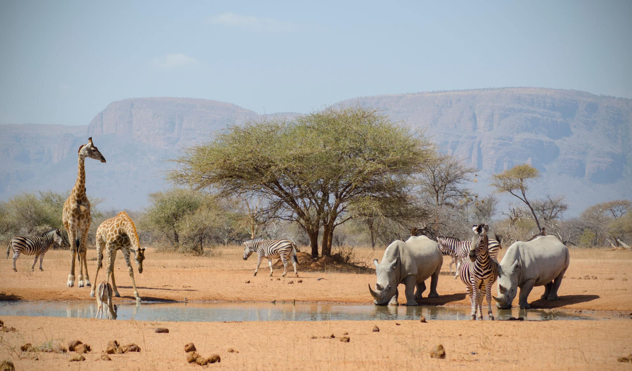 Safari,View,On,Drive,In,South,Africa